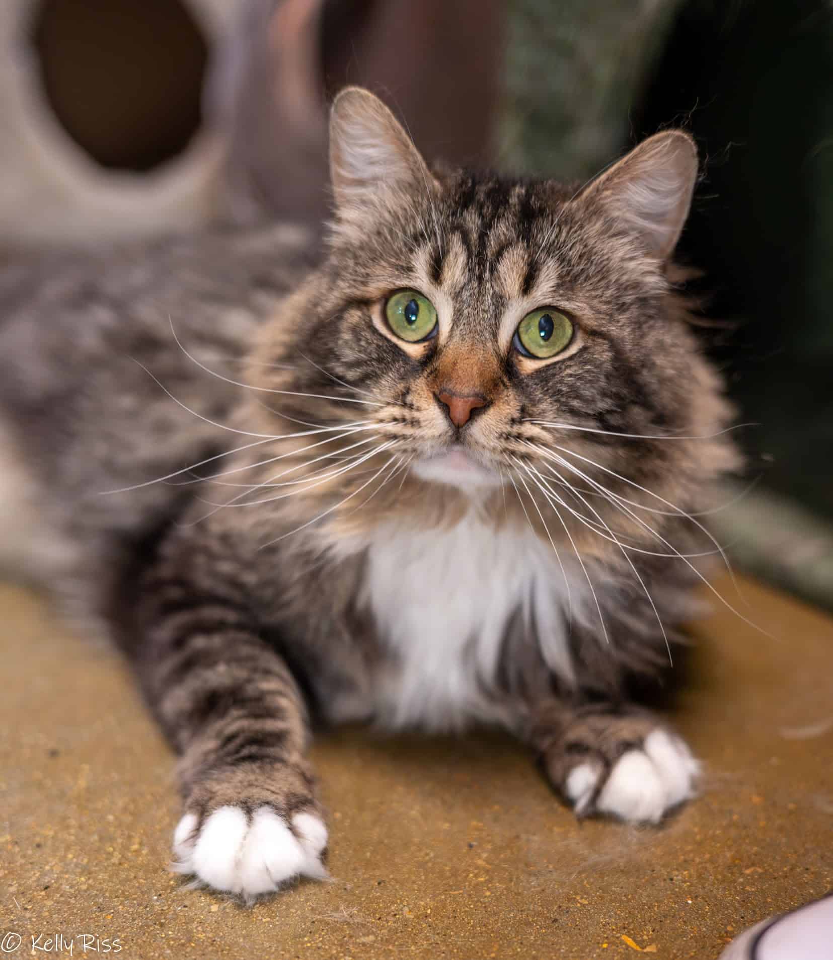An adult rescued cat looking toward the camera