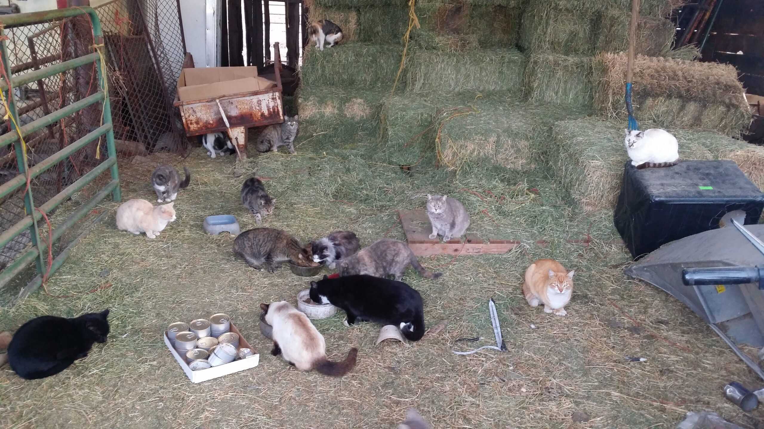 Community cats eating and resting in a sheltered area