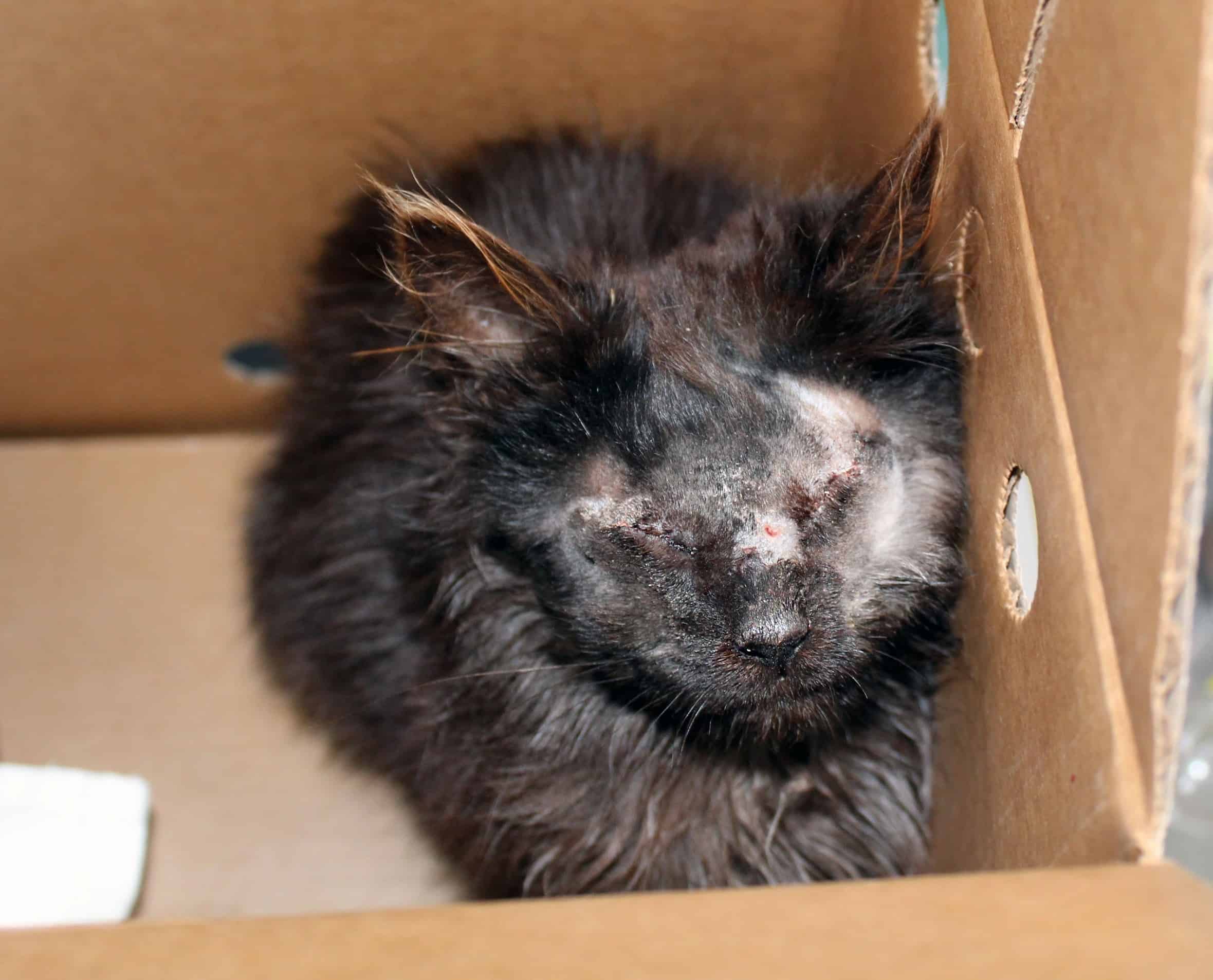 A rescued kitten receiving medical care