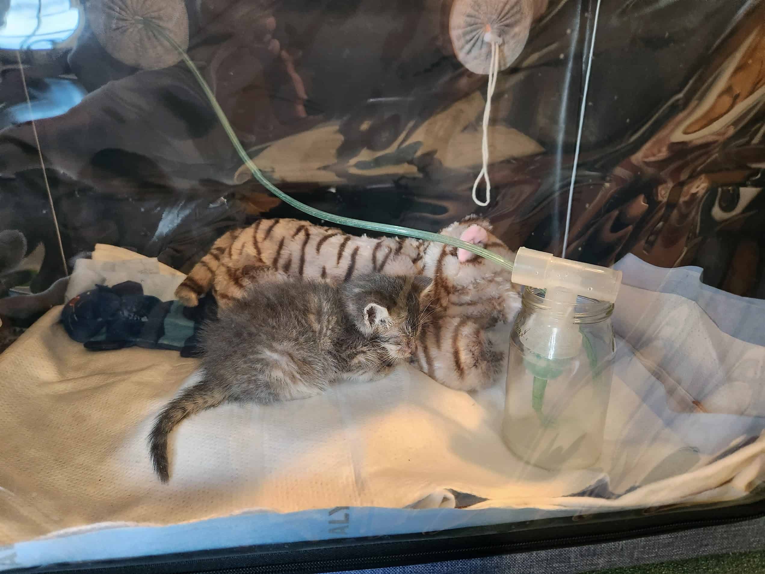 Kittens receiving oxygen and supportive medical care