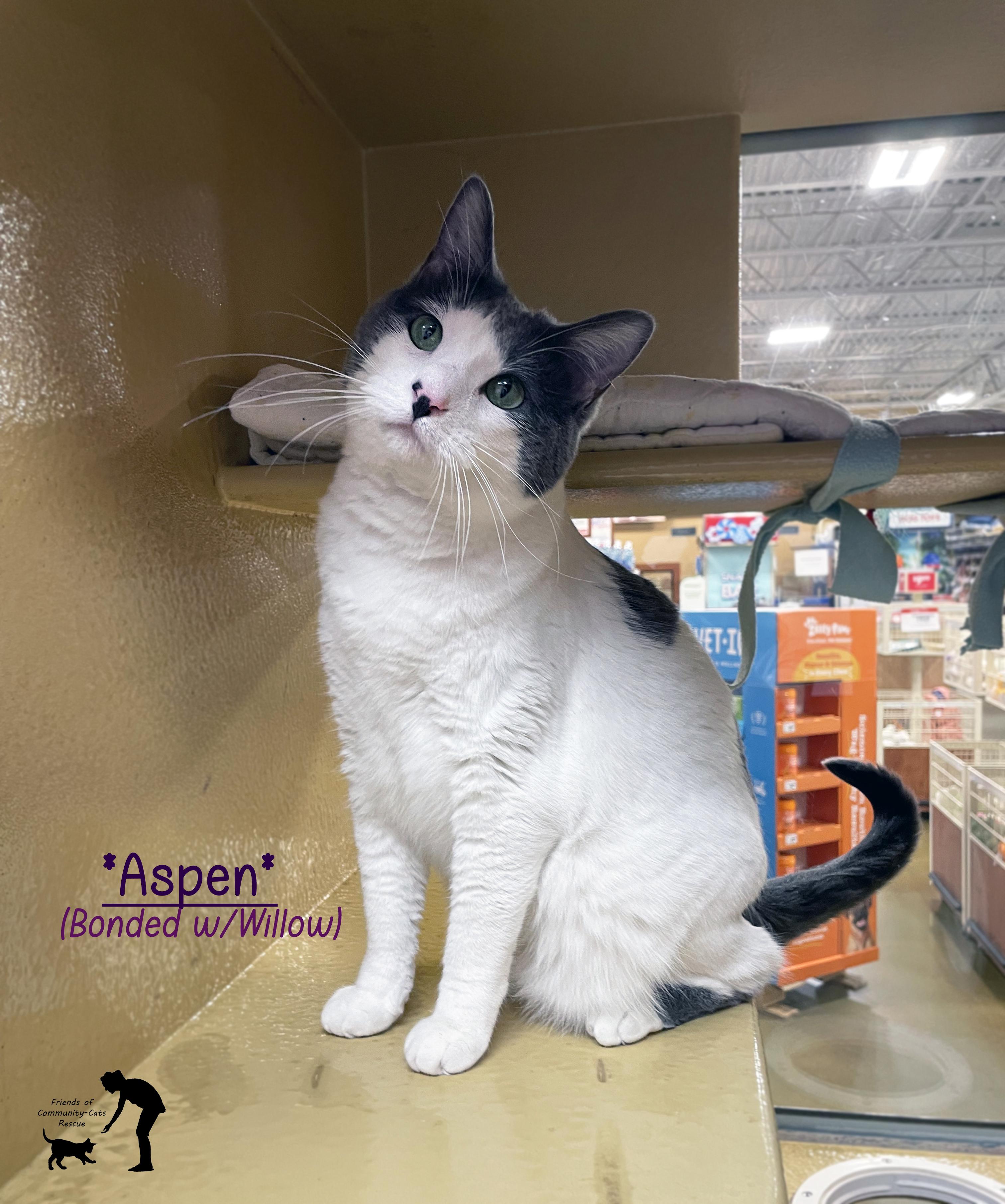 Adoption Event