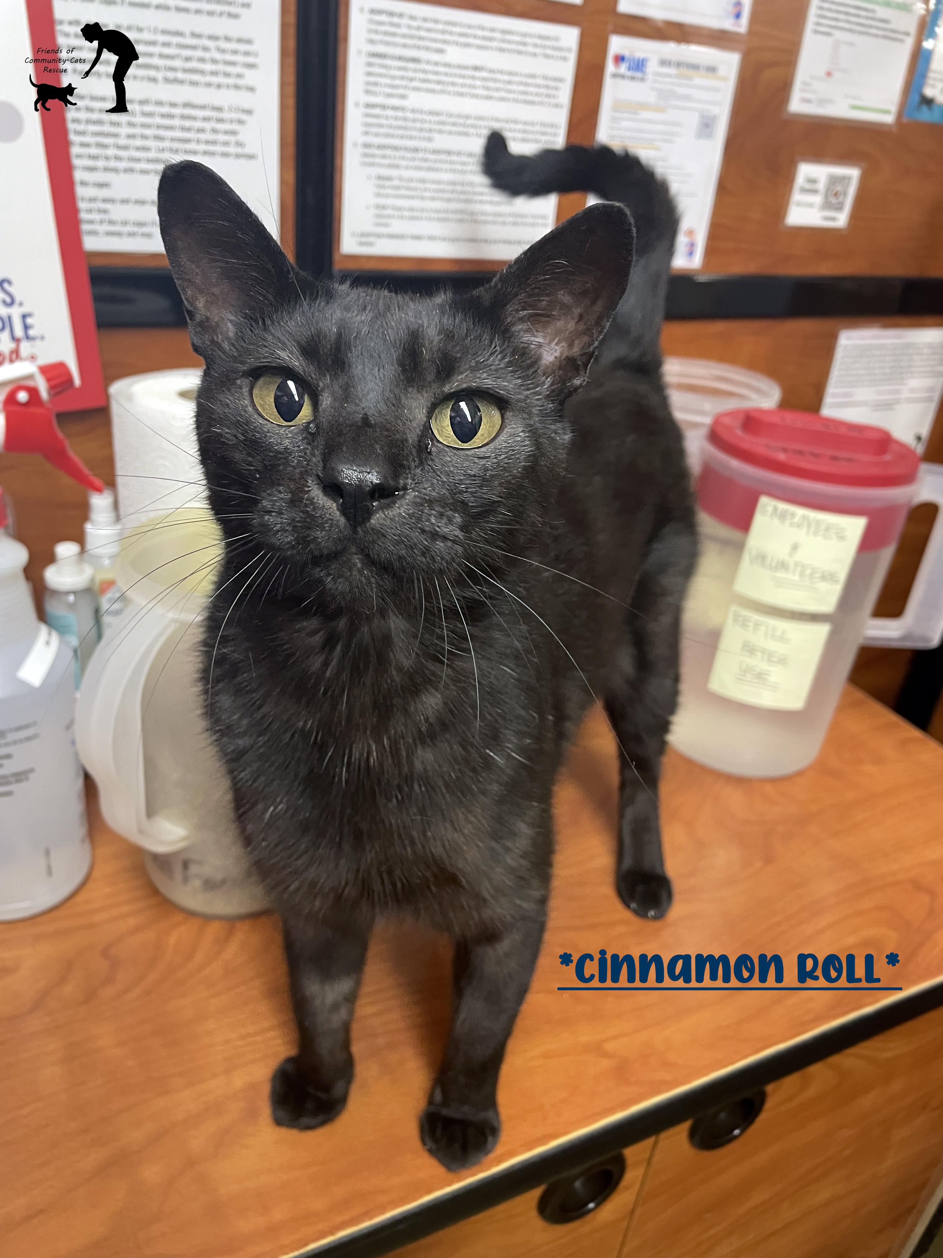 Adoption Event