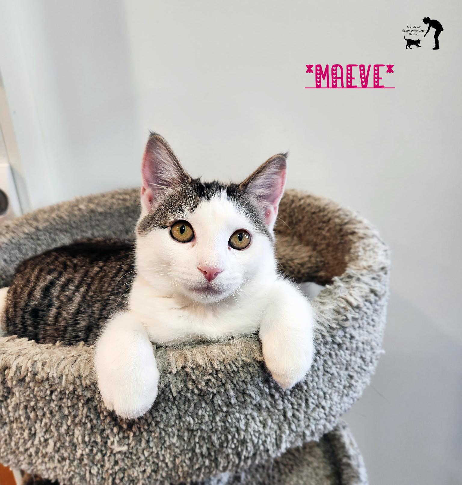 Adoption Event featured photo
