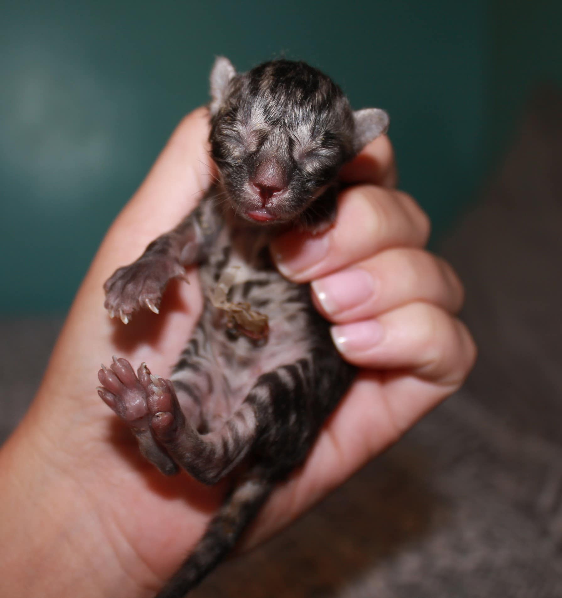 A newborn kitten being held gently